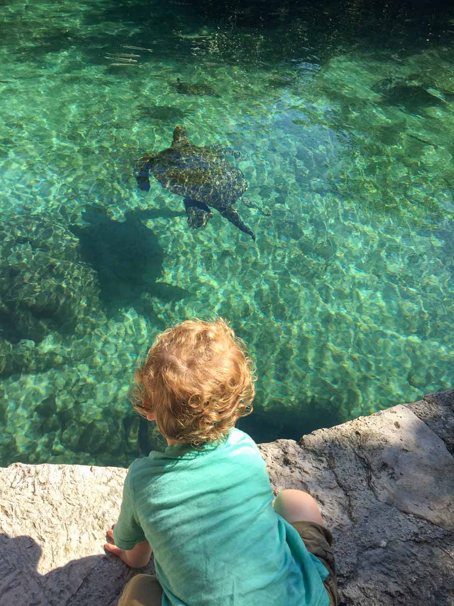 a 2-year old boy on a family trip to the Riviera Maya looks at a sea turtle at the Xcaret eco park.