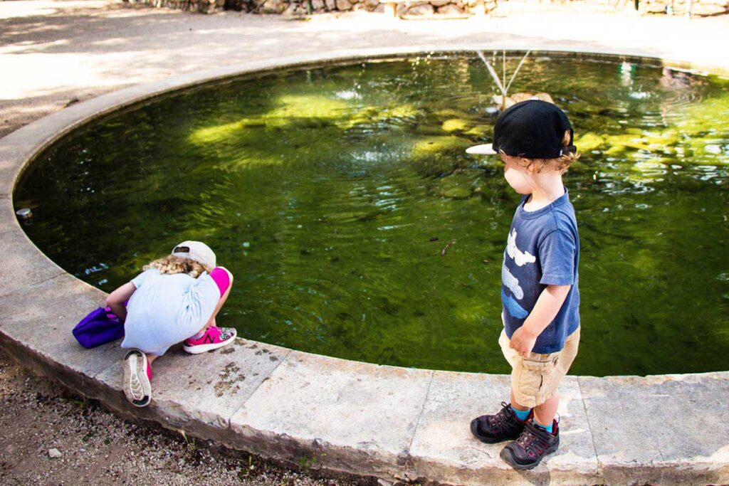 Looking for turtles in the Gradac Park fountain is a fun thing to do in Dubrovnik with toddlers