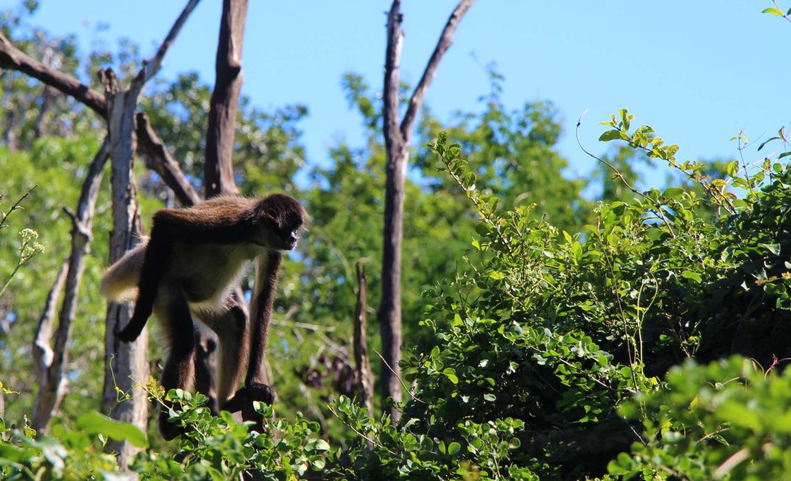 Eco-Adventure parks to visit Mayan Riviera