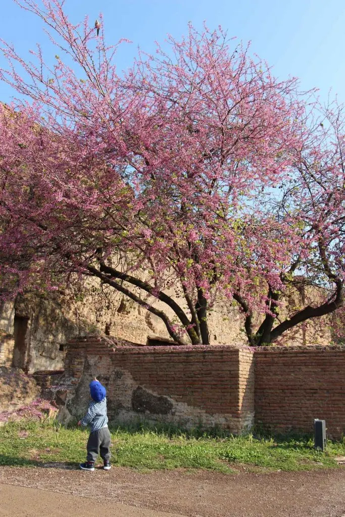 Palatine Hill is a fun activity for kids in Rome. There's green parakeets and lots of walking trails through the ancient Roman ruins