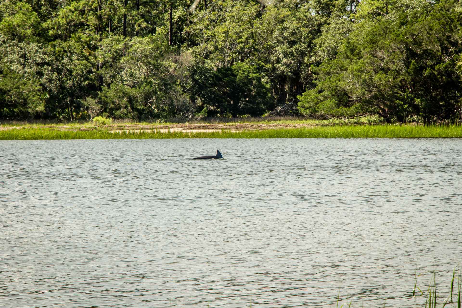 Family Can Travel - things to do in Savannah with Kids - A dolphin sighting on the Avian Loop at Skidaway State Park