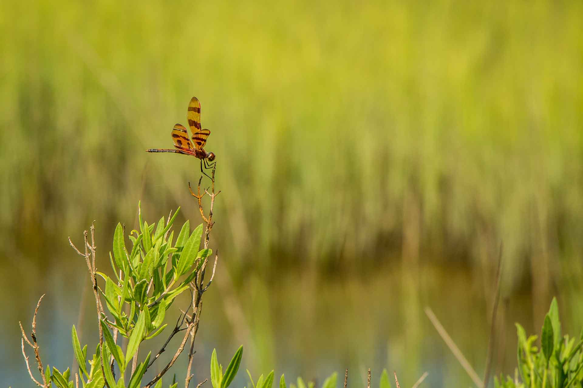 Family Can Travel - Hiking near Savannah with Kids - Skidaway State Park - Dragonfly