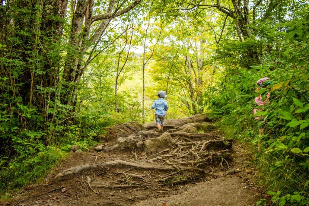 Family Can Travel - Family Friendly Hikes Along the Blue Ridge Parkway - Graveyard Fields - looking for berries