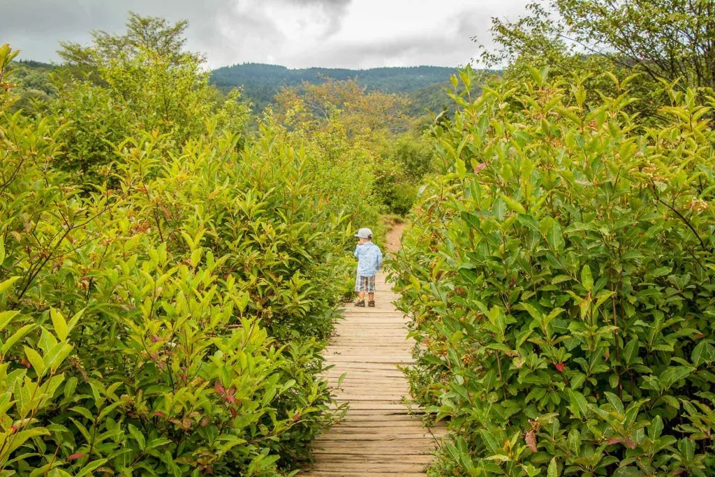 Family Can Travel - Three Days of Hiking Around Asheville, NC with Kids - Pisgah National Forest - Graveyard Fields Hike (3)