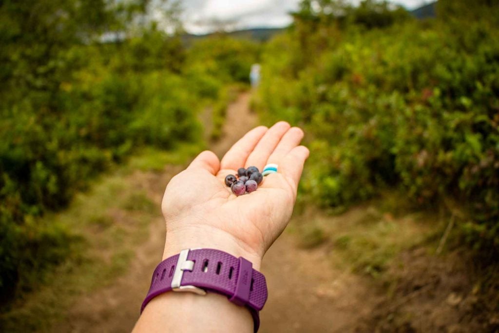 Family Can Travel - Three Days of Hiking Around Asheville, NC with Kids - Pisgah National Forest - Graveyard Fields Hike (4)