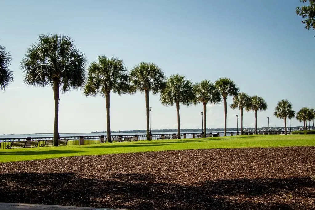 trees along Charleston Waterfront Park
