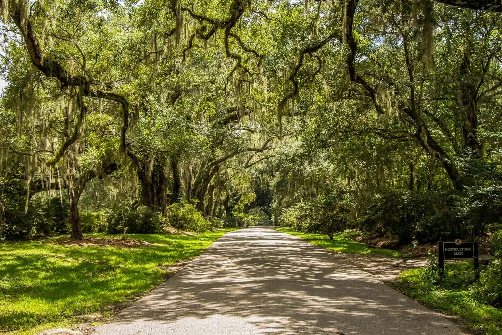 2 days in Charleston South Carolina with Kids - magestic oak trees with spansih moss at the Magnolia Plantation
