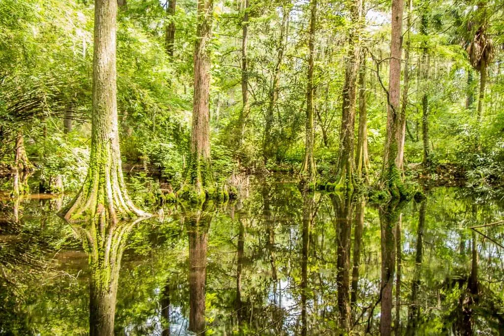 walk around Magnolia Plantation