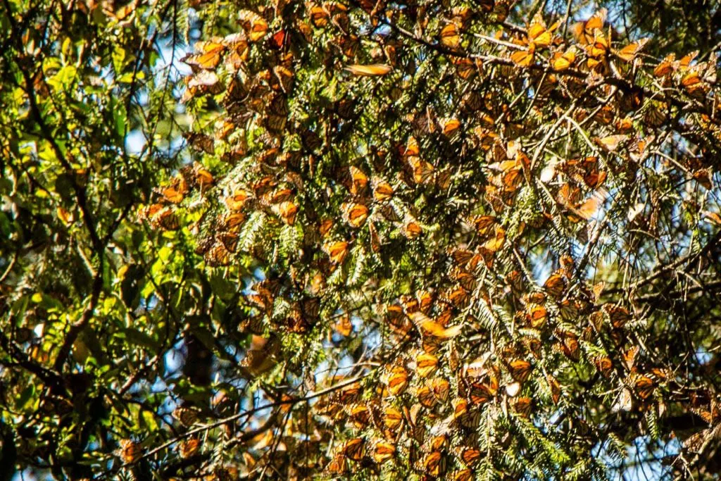 Clusters of Butterflies in Piedra Herrada Sanctuary Valle de Bravo Mexico