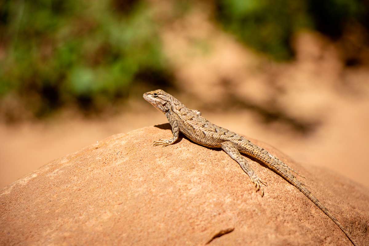 best hikes in Capitol Reef np with kids