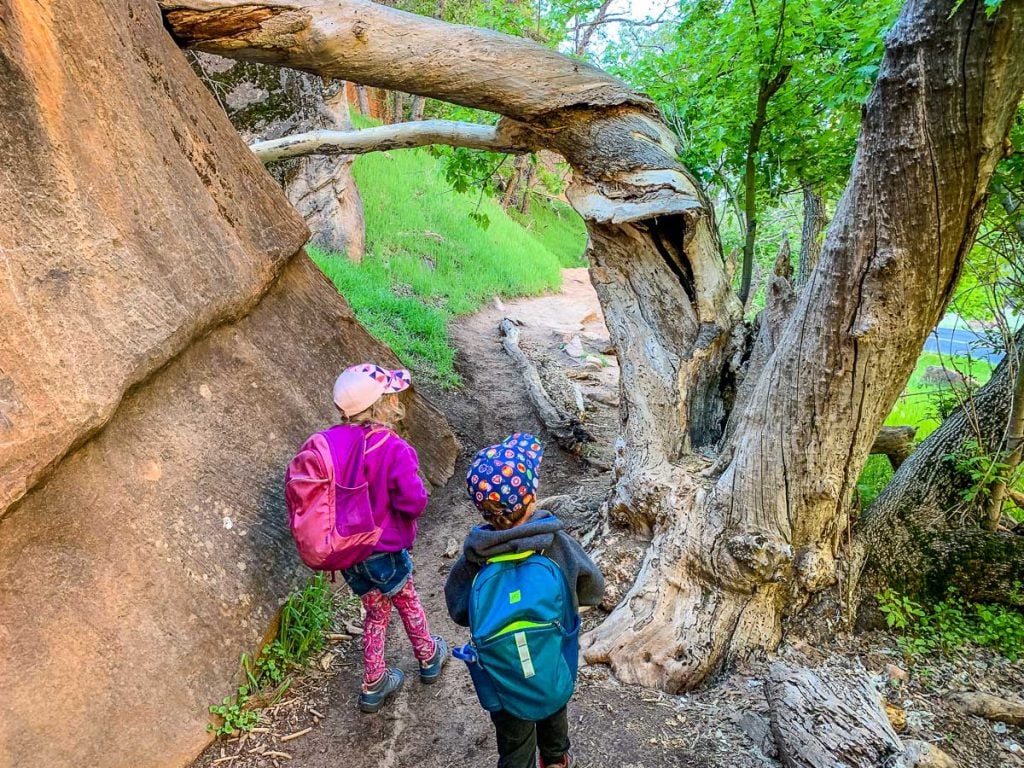 Hiking the Grotto Trail in Zion with Kids