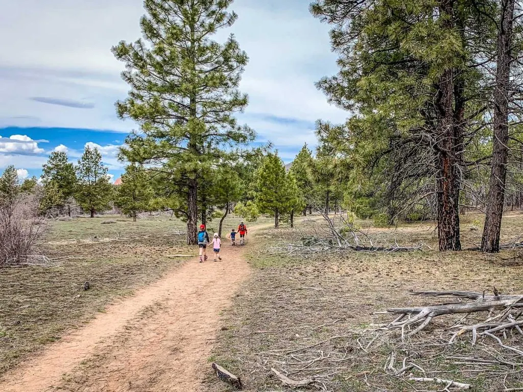 Kids love Ponderosa Pines