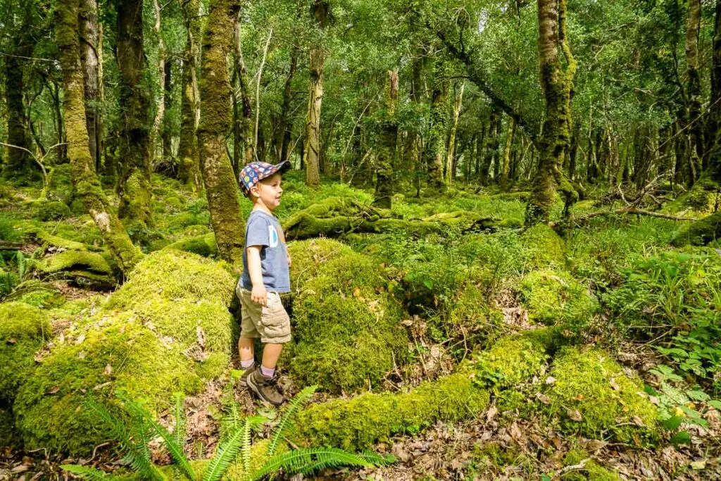 image of boy standing in Rossacroo Forest