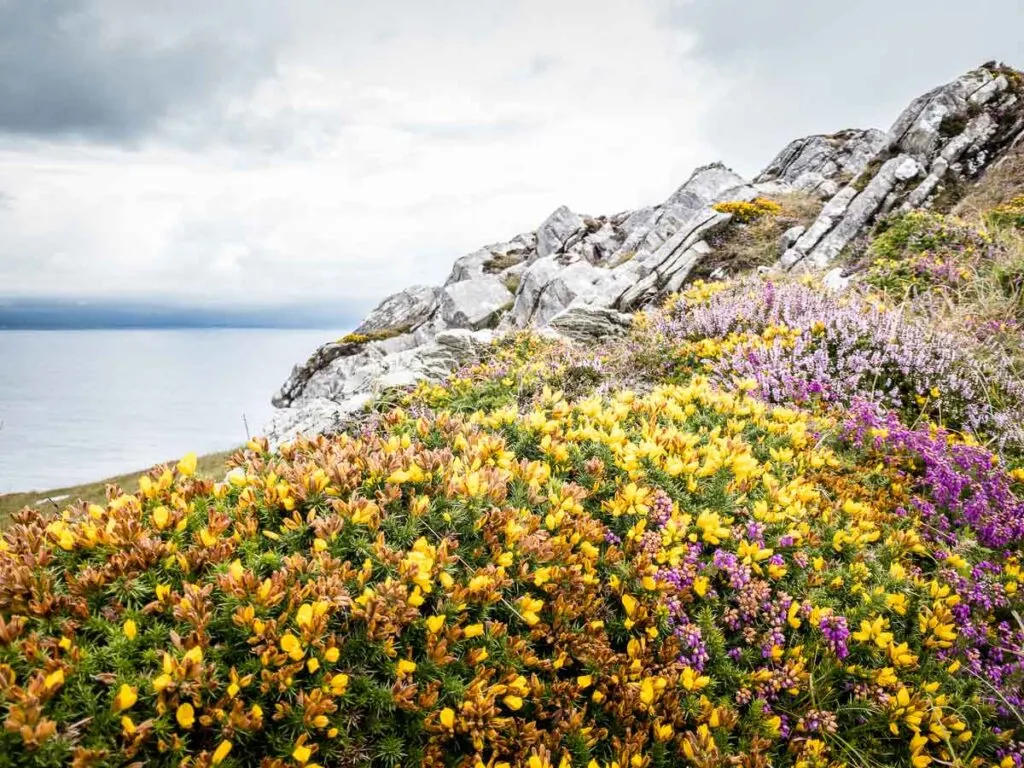 image of wild flowers along Lighthouse Loop Walk on Sheep's Head Peninsula Ireland