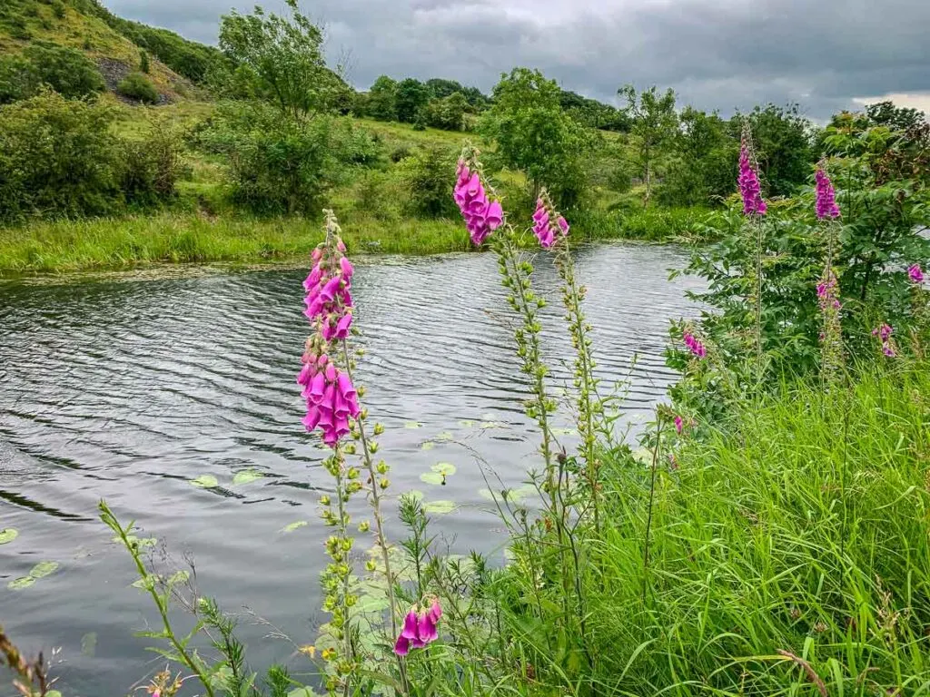 Purple foxgloves growing near the Forth and Clyde Canal Towpath near Glasgow