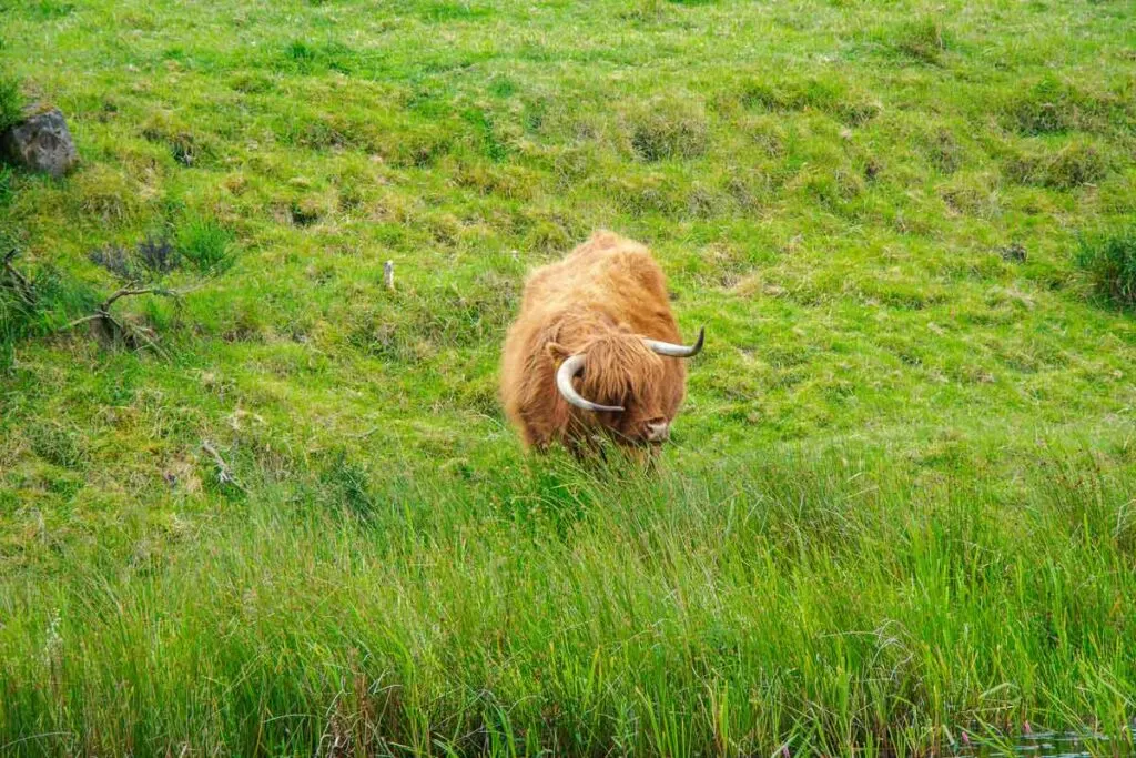 Kids love the Scotland Highland Cows - locals call them "hairy coos"