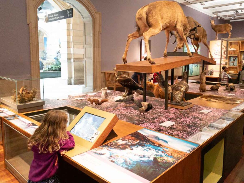 For a fun kids day out in Glasgow, try the animal displays at the Kelvingrove Museum