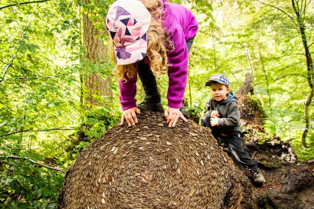 image of two kids on large log that has coins pushed into the end of it in Tay Forest Park Scotland