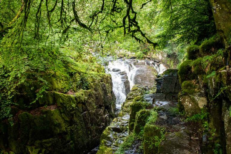 The Hermitage Woodland Walk in Tay Forest Park Family Can Travel