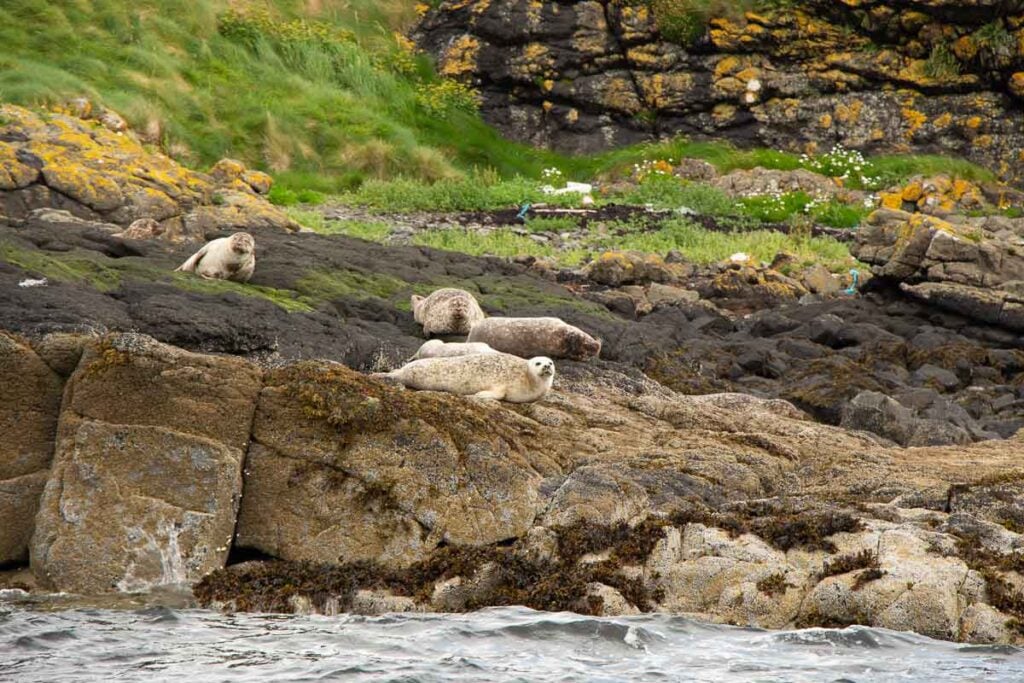 image of seals on Isle of Skye