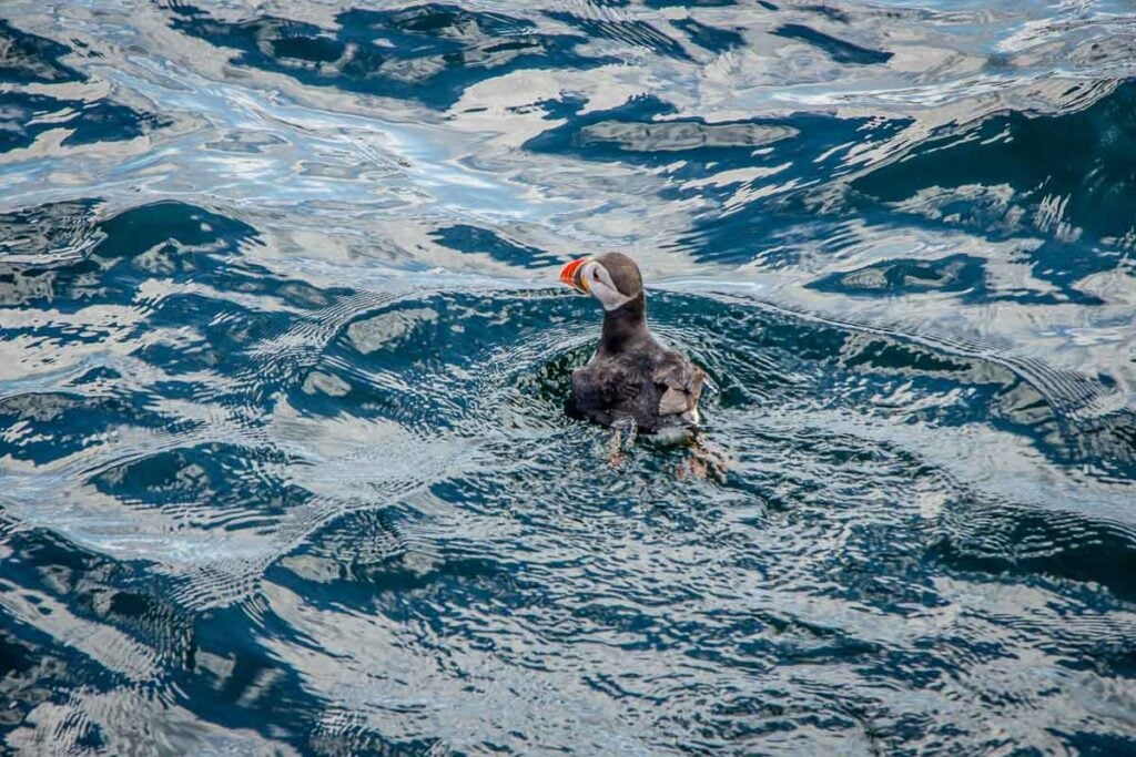 image of puffin in water on Isle of Skye