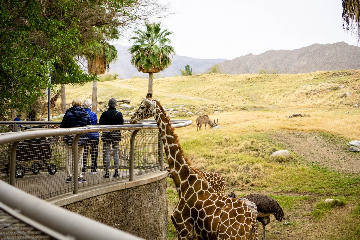 Palm Springs with Kids Family Can Travel