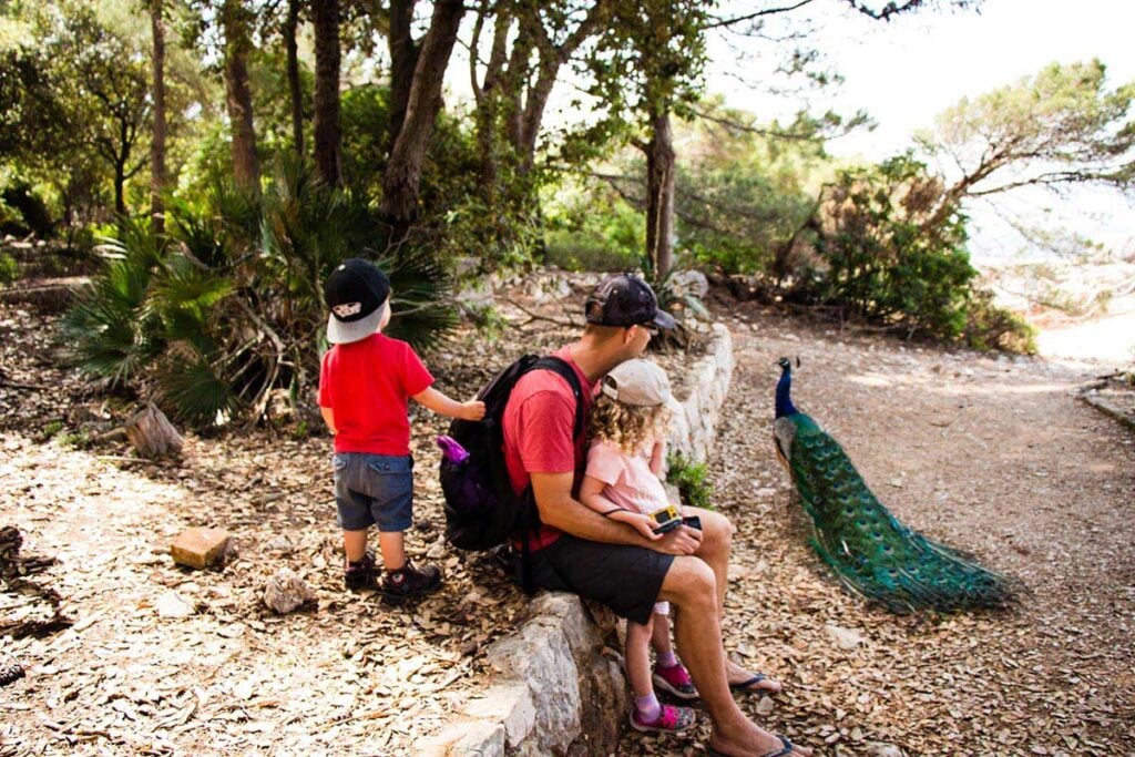 Finding the many Lokrum Island peacocks was one of our favorite things to do in Dubrovnik with kids