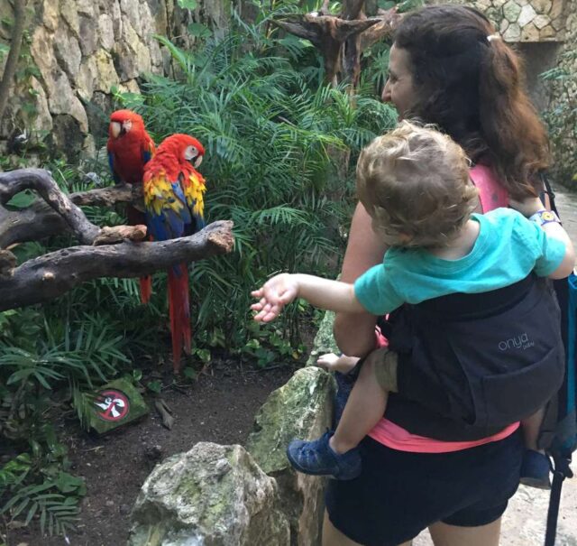 Top 15 Tips to Have the Best Day at Xcaret Mexico Family Can Travel