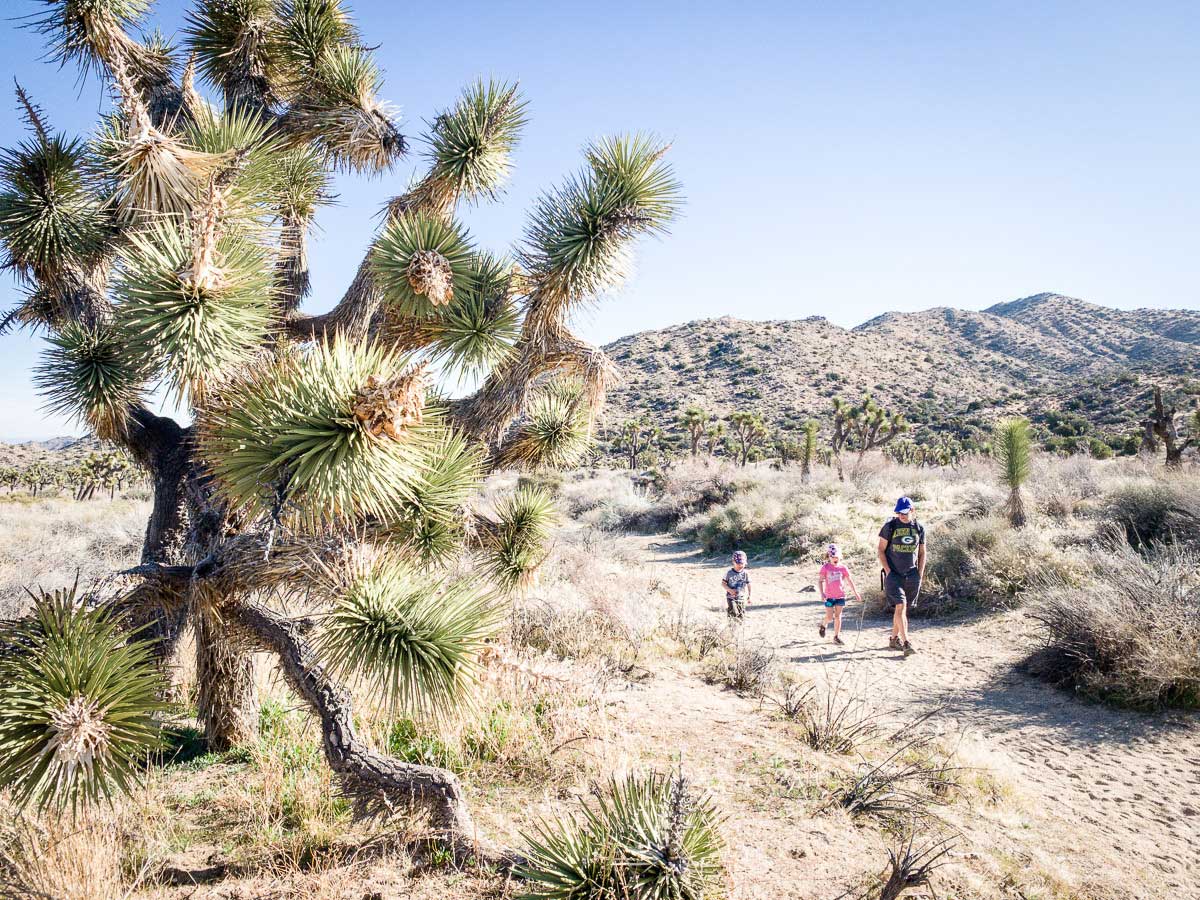 Top activities for kids in Joshua Tree National Park