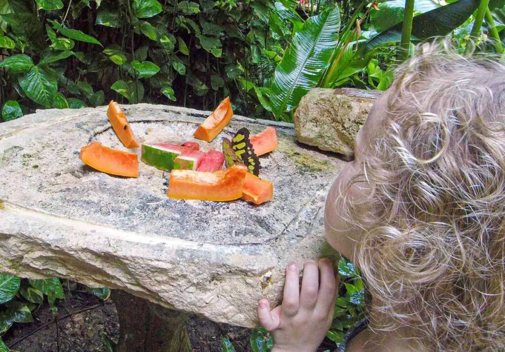 A child watches a butterfly eat fruit at the Xcaret Butterfly Pavilion