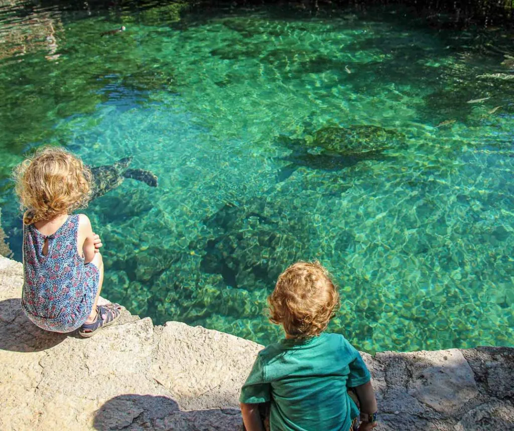 Watching the Xcaret turtles was our kids favorite thing to do at the ecopark
