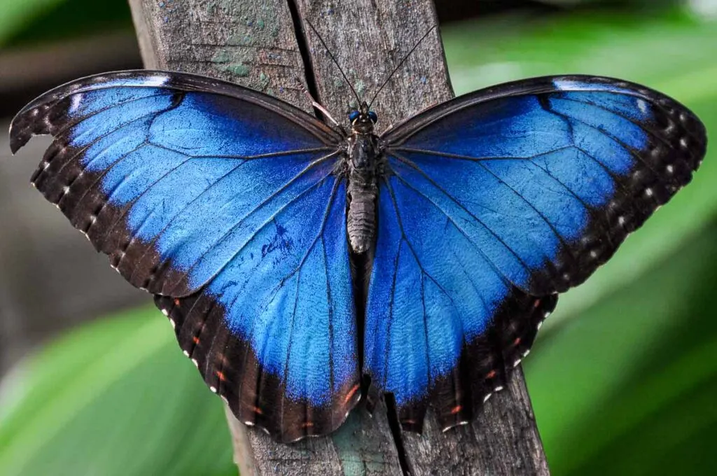 A chance to see butterflies up close is another fun thing to do at Xcaret Park with kids