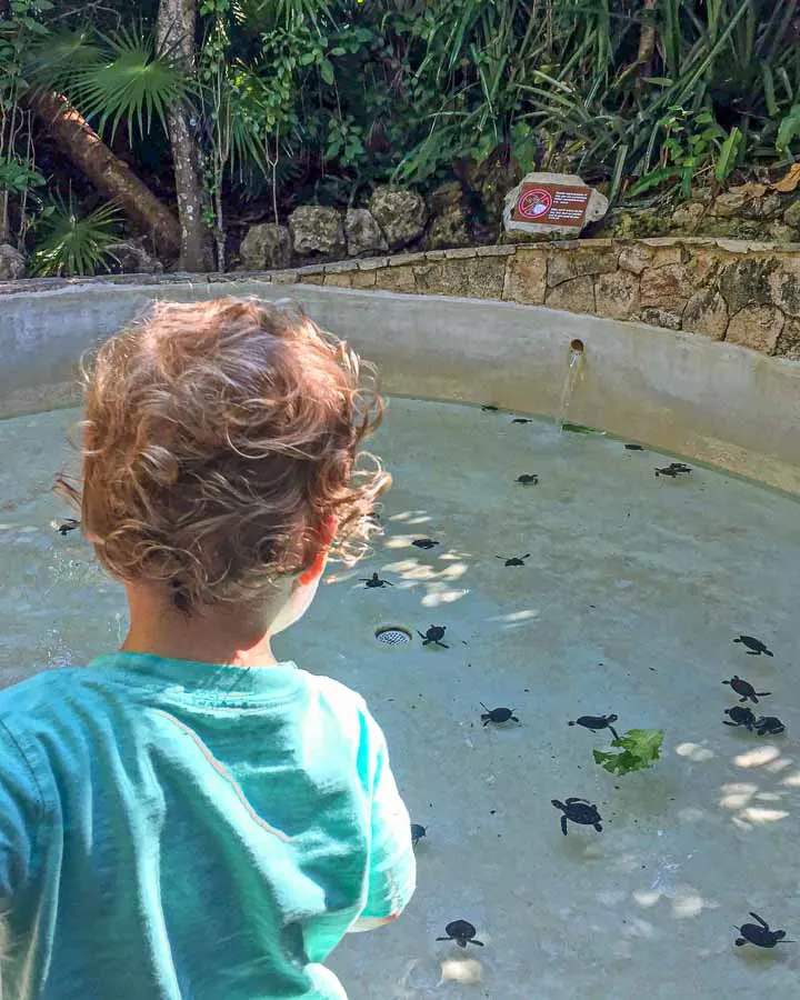 When visiting Xcaret with kids, don't miss the baby sea turtles