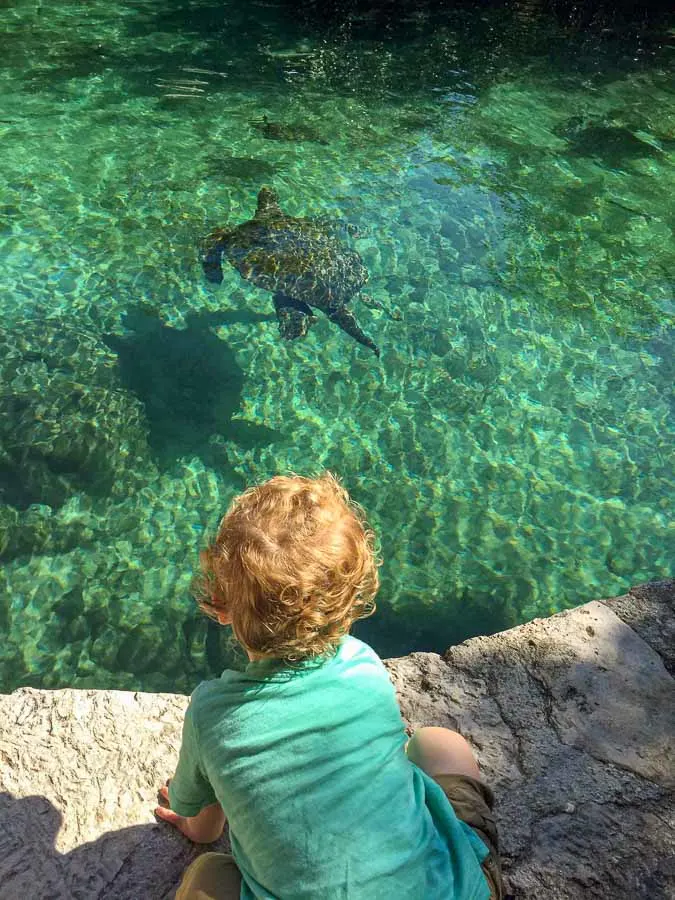 Our kids favorite thing to do at Xcaret was watching the sea turtles.