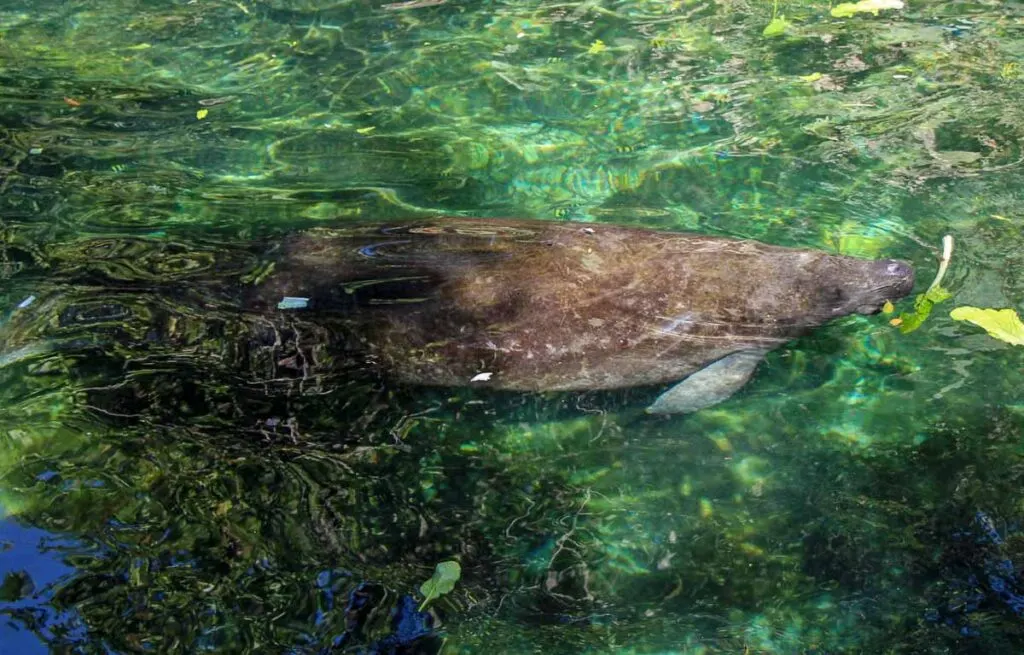 A chance to see the huge manatees up close will be a fun activity at Xcaret for kids