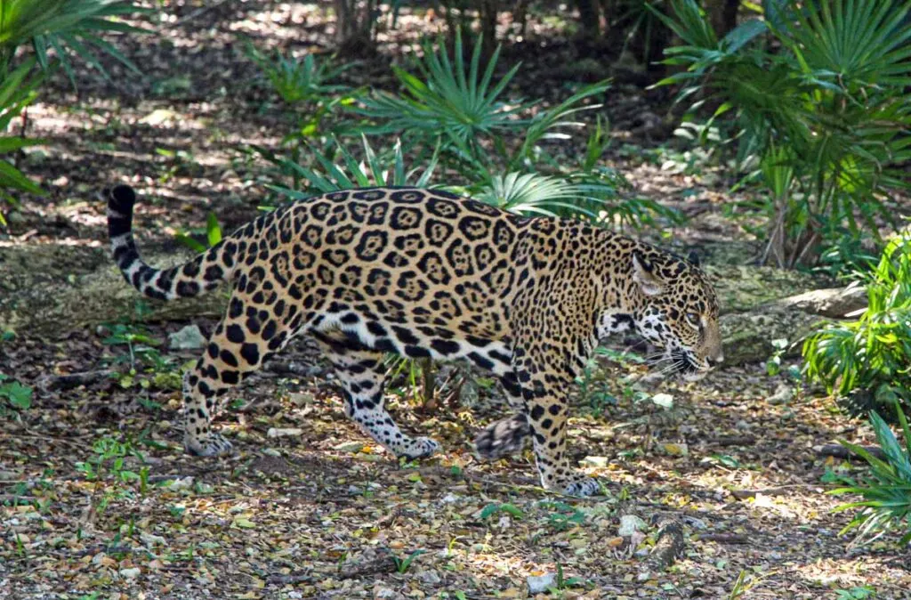 xcaret park exhibits jaguar island