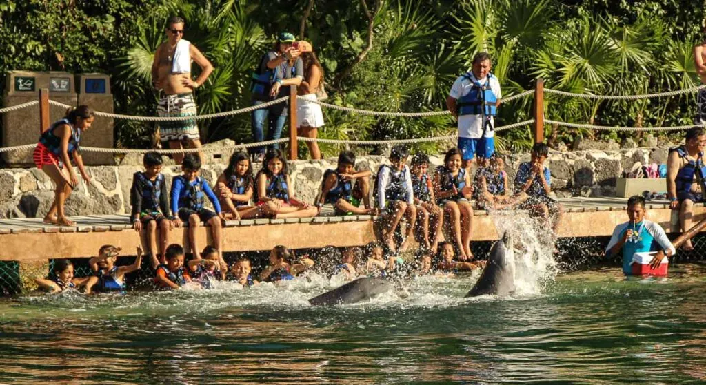 You can swim with dolphins at the Xel-Ha Eco water park near Tulum, Mexico