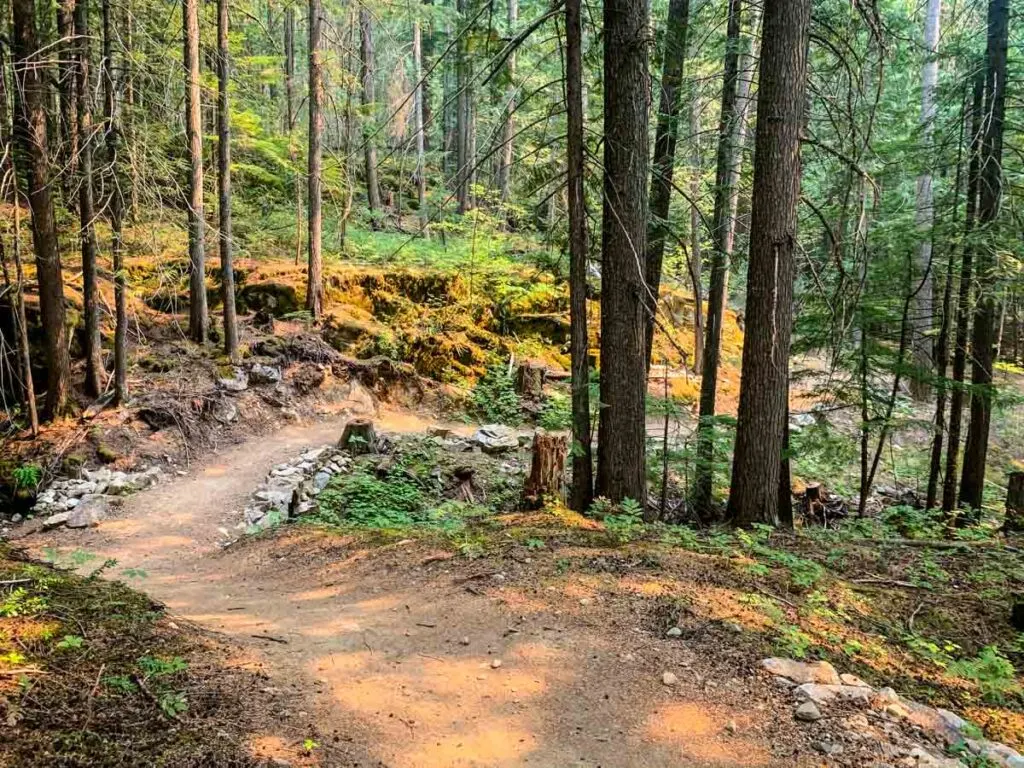 easy Mount Revelstoke mountain biking trails - Soren Sorenson 2km trail