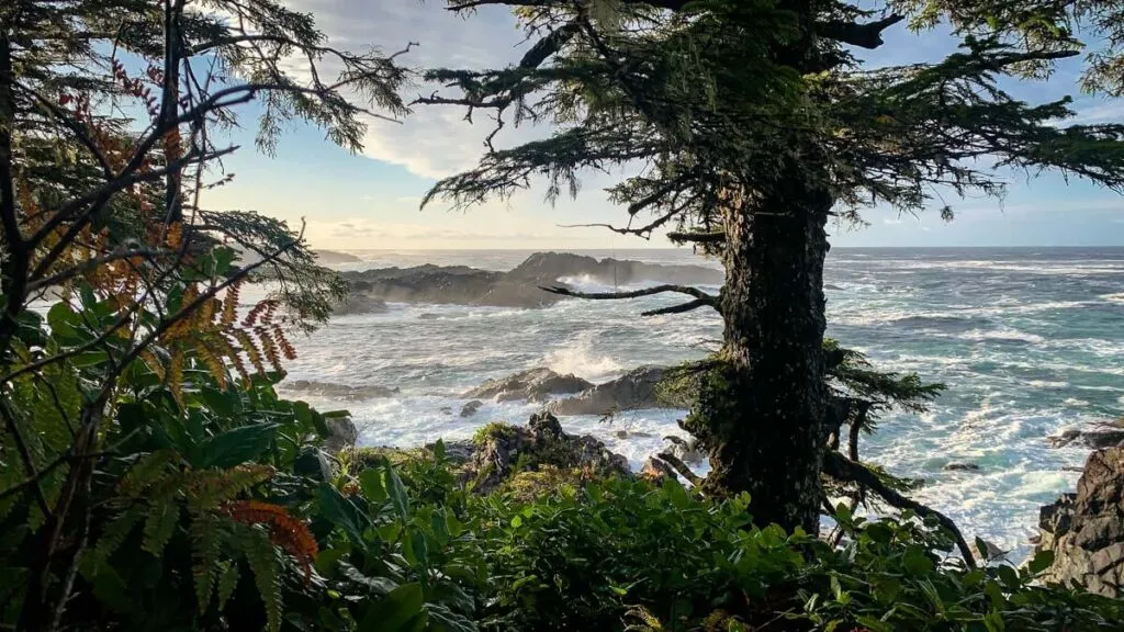 the wild pacific trail to rocky bluffs is one of the best easy hikes near Tofino