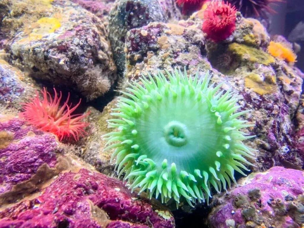 the kids loved the Anemone at the Ucluelet Aquarium