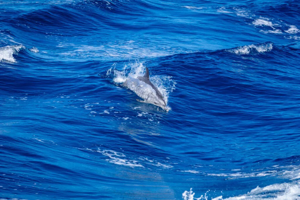 what to do in la palma with kids - whale watching