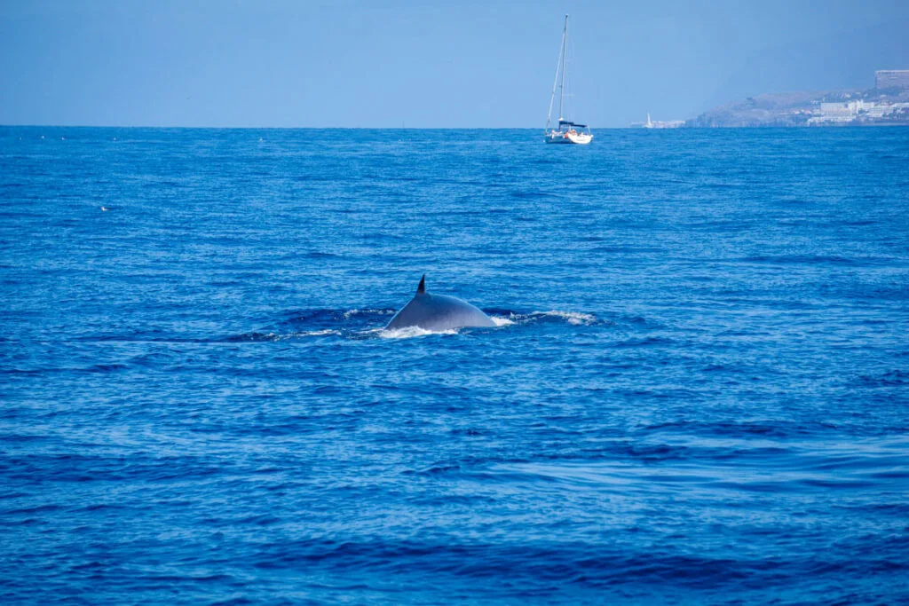 canary islands whale watching with kids