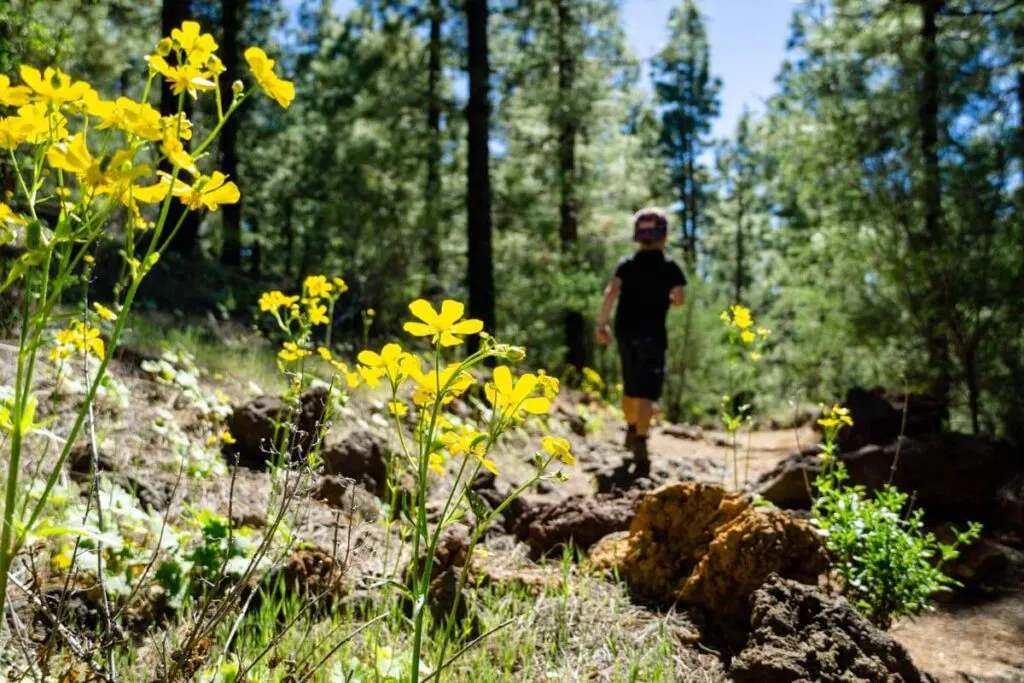 fun hikes for kids on tenerife, canary islands