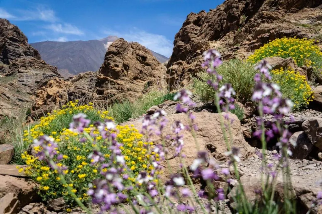Best hikes for kids on tenerife