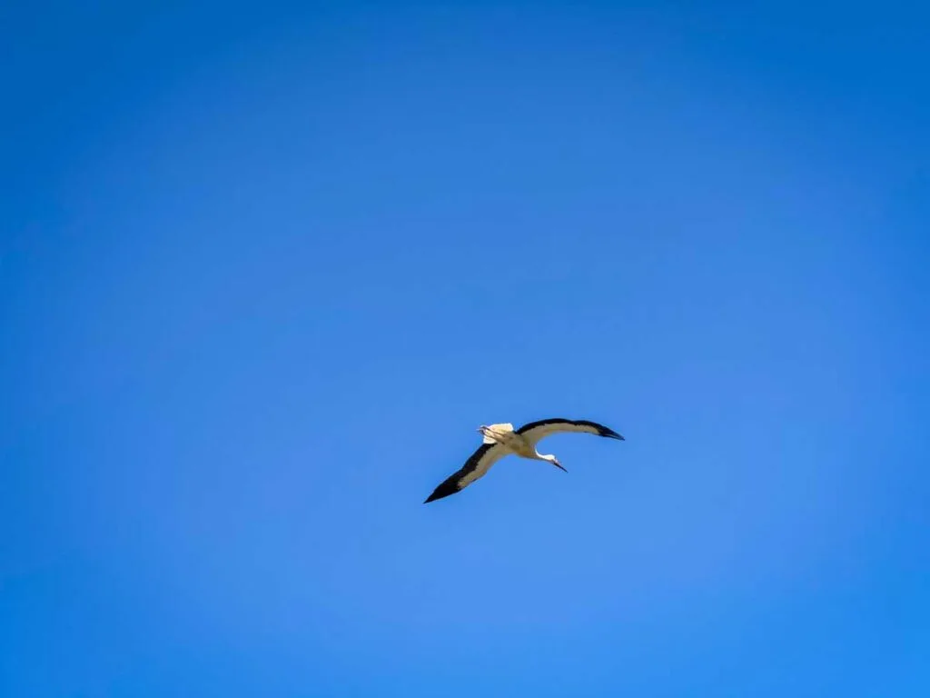 an Alsace stork flies above us while cycling near Strasbourg with kids