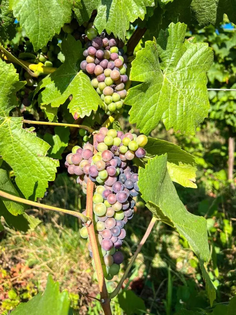 wine grapes mature on the vine along the cycling trail in Alsace, France