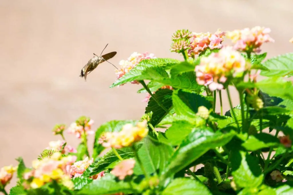 our kids loved the Hummingbird Hawk Moths in Alsace, France