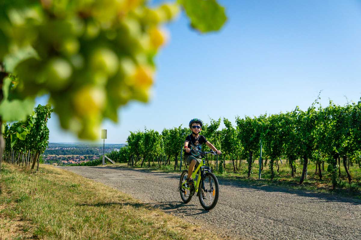 a 7-year old boy rides his bike through a vineyard on a family biking trip in Alsace, France