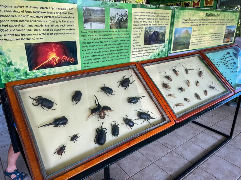 a display of the beetles of Costa Rica at the Butterfly Conservatory near La Fortuna