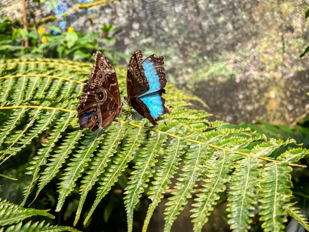 The La Fortuna Butterfly Conservatory showcases the many beautiful species of Costa Rica butterflies